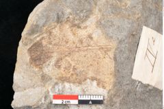 Foto (Detailansicht) von Daphnophyllum sp. (NHMW-GEO-2024-0188-10168)